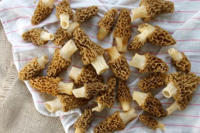 Morel Mushrooms