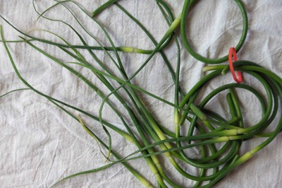Garlic Scapes
