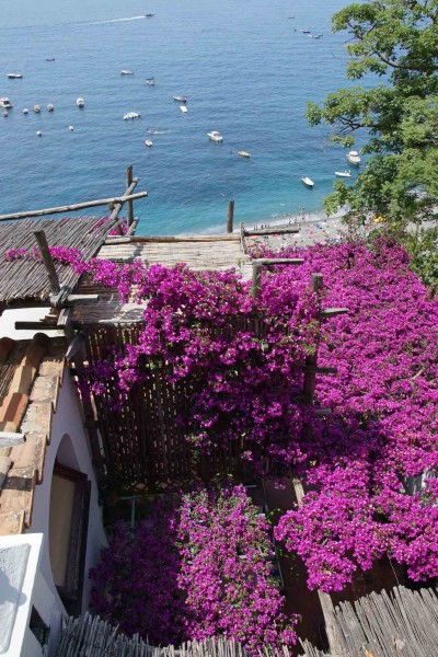 Bougainvillea Amalfi Coast